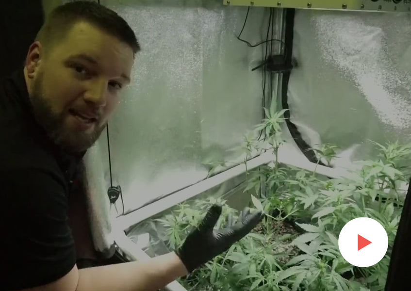 Grow-Along Series: Autoflowering Cannabis in a 2x2 Foot Tent: Week 4