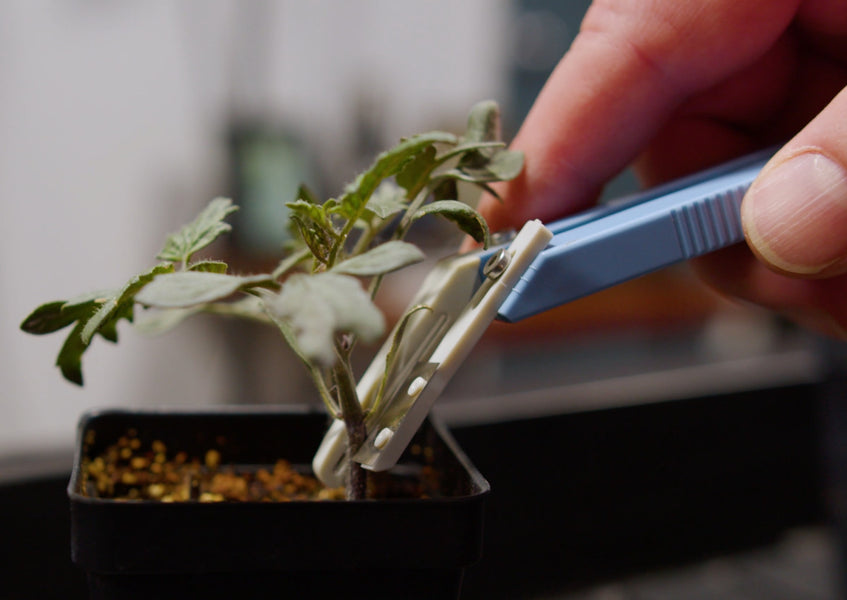 How to Graft Tomato Plants for Superior Disease Resistance and Yields