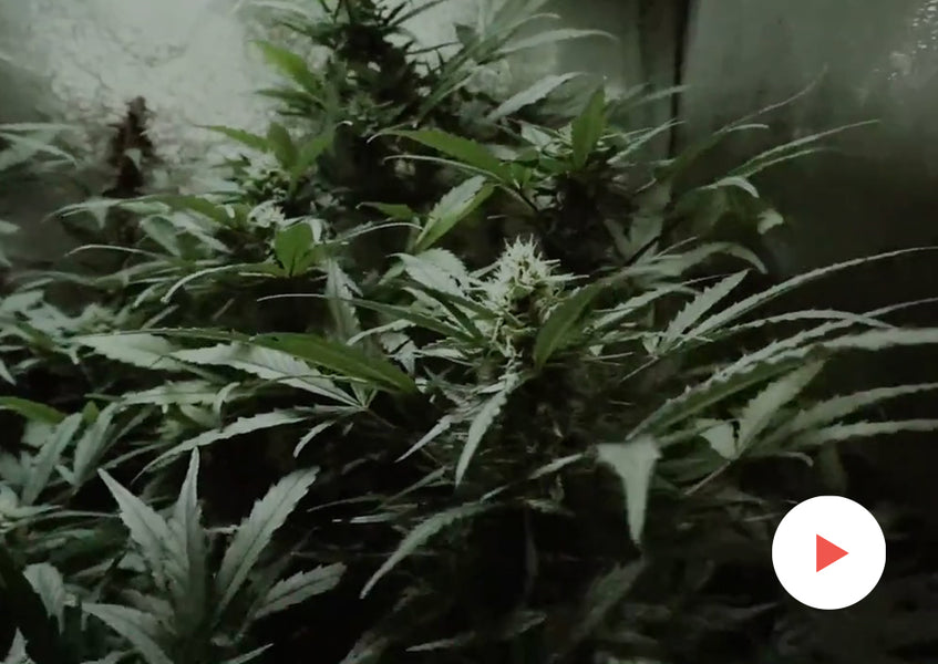 Grow-Along Series: Autoflowering Cannabis in a 2x2 Foot Tent: Week 6
