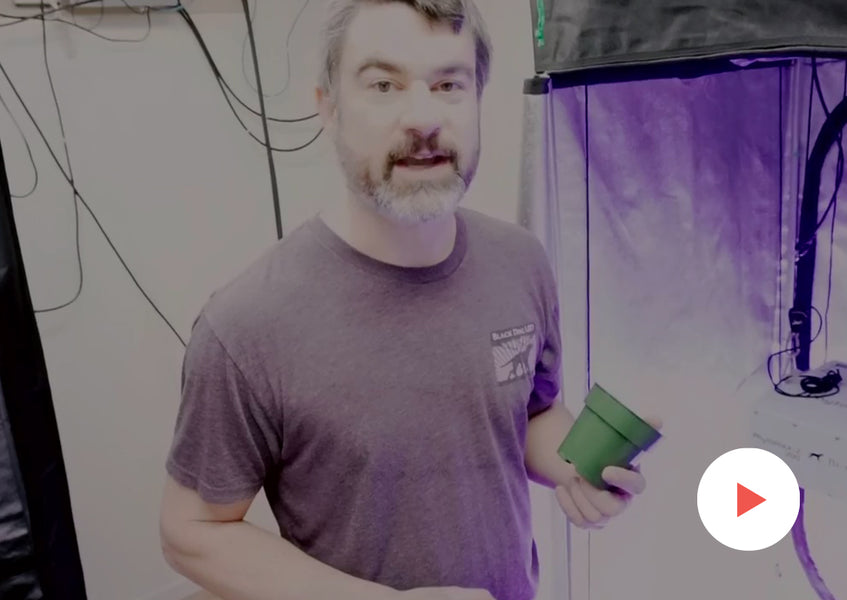 Grow-Along Series: Autoflowering Cannabis in a 2x2 Foot Tent: Week 1