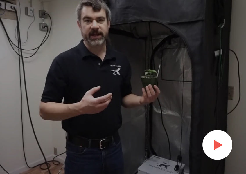 Grow-Along Series: Autoflowering Cannabis in a 2x2 Foot Tent: Week 3
