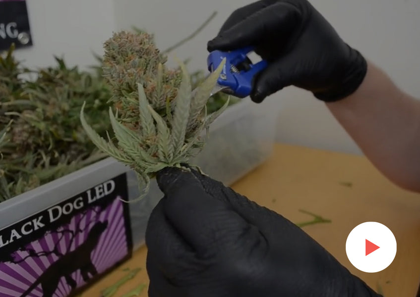 Grow-Along Series: Super Lemon Haze in a 2.5x2.5 Foot Tent: Harvest!