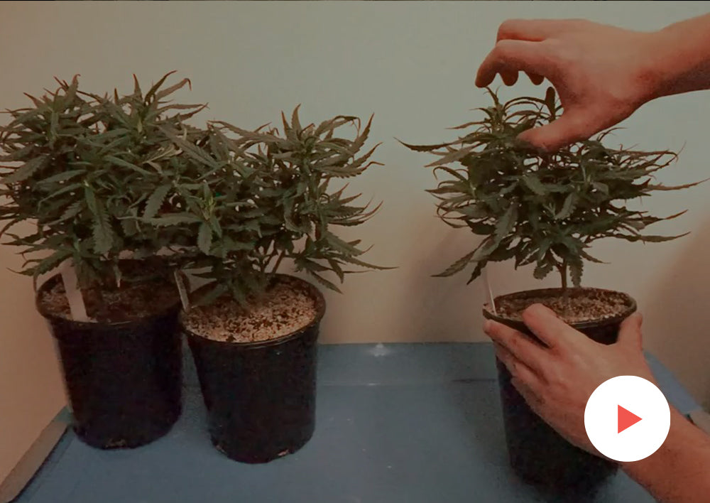 Grow-Along Series: Super Lemon Haze in a 2.5x2.5 Foot Tent: Early Vege   Black Dog LED