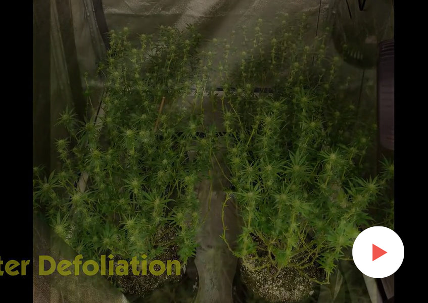 Grow-Along Series: Super Lemon Haze in a 2.5x2.5 Foot Tent: Final Vegetative Growth and Flip into Flower