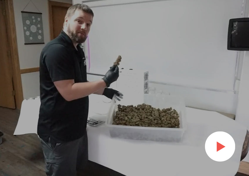 Grow-Along Series: Super Lemon Haze in a 2.5x2.5 Foot Tent: Final Weigh-In