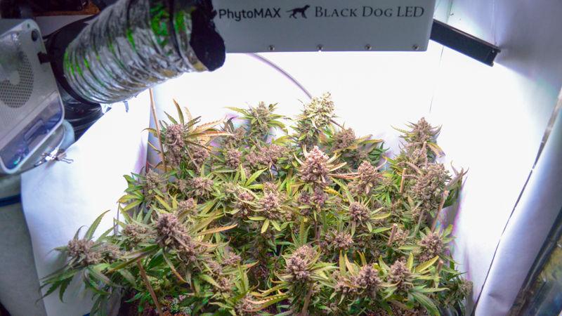 Super Grow Cabinet