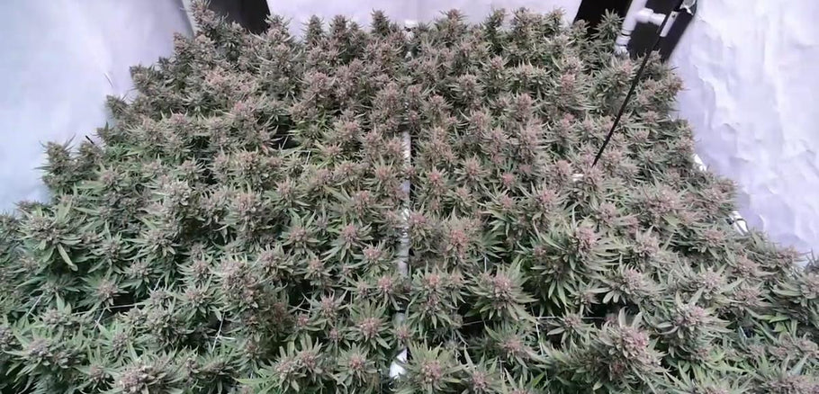 4 PhytoMAX-2 600's in a 6x6 foot area