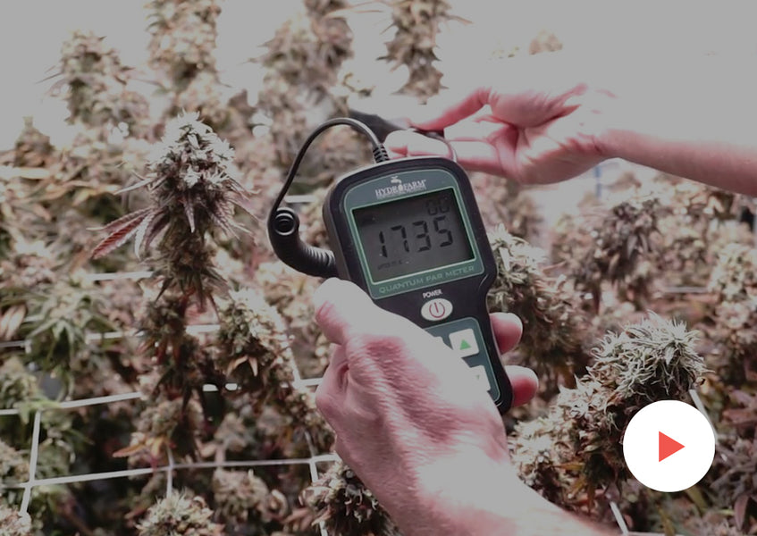 Case Study: Grow Tests with PhytoMAX-2 Lights: Excessive Light Experiment