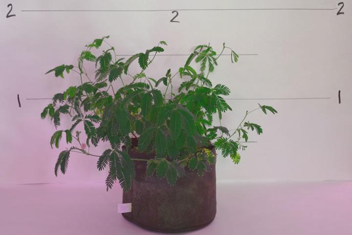 cassia javanica plant Cassia Javanica 20/50/150/500 Seeds, Pink & White Shower Flowering Tre
