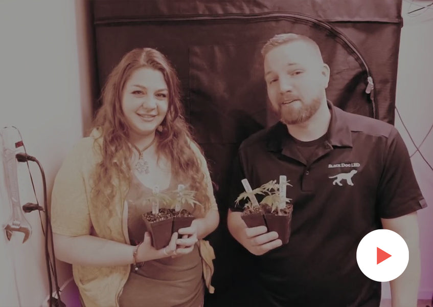 Grow-Along Series: Burmese Kush in a 3x3 Foot Tent: Week 1 of Vegetative Growth