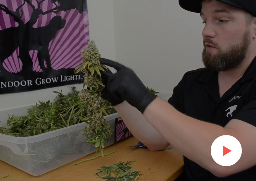Growing How-To: Trimming, Drying and Curing Flowers: Harvesting and Trimming