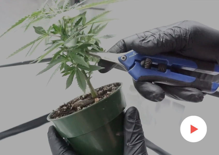 Grow-Along Series: Burmese Kush in a 3x3 Foot Tent: Week 3 of Vegetative Growth