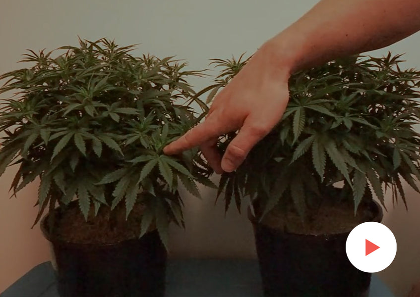 Growing How-To: Transplanting Plants: Another Demonstration of Transplanting into Fabric Pots