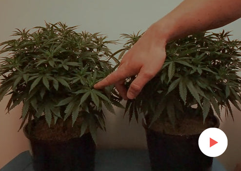 How Fabric Pots Increase Cannabis Yields - Omega Equipment & Supply Blog