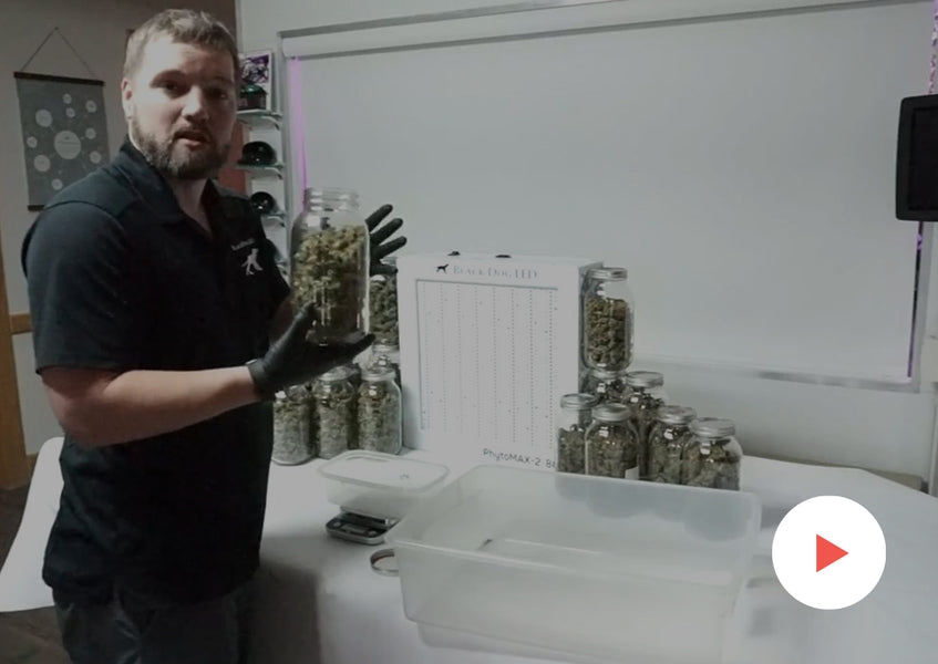 Grow-Along Series: Burmese Kush in a 3x3 Foot Tent: Final Weigh-In