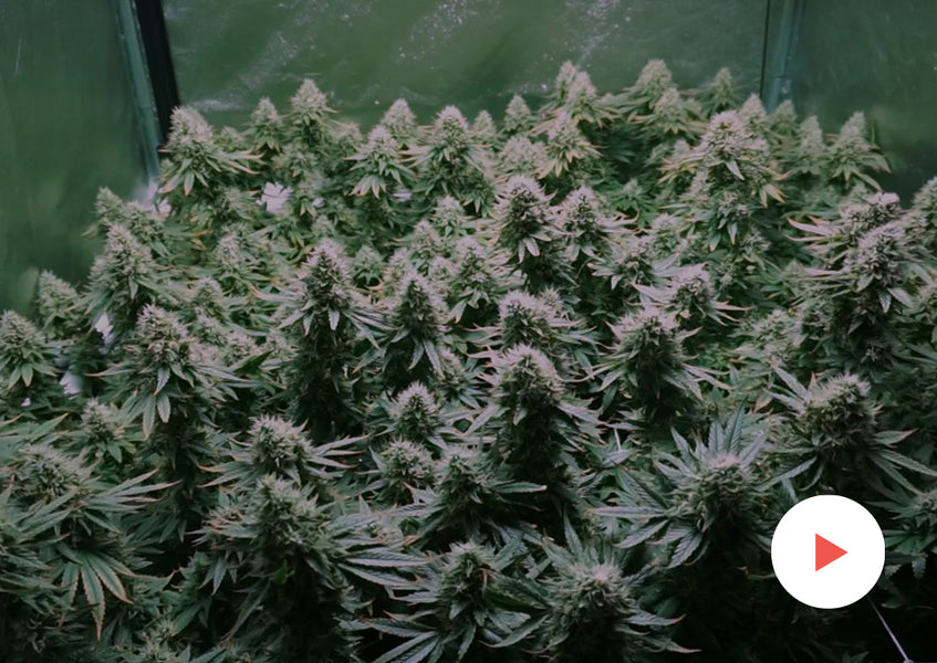 Grow-Along Series: Burmese Kush in a 3x3 Foot Tent: Flower Weeks 6-9