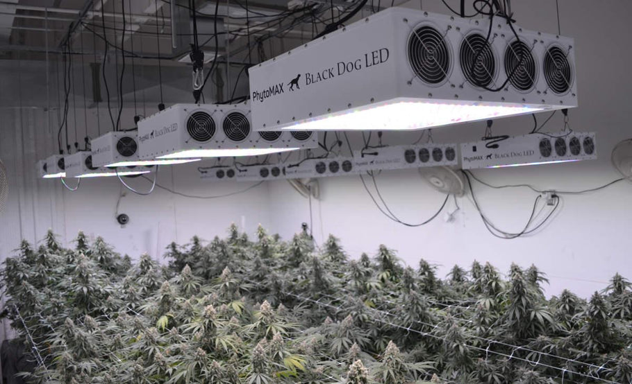 Third-Party Commercial Case Study Shows PhytoMAX LED Grow Lights Out-Yield HPS by 60%
