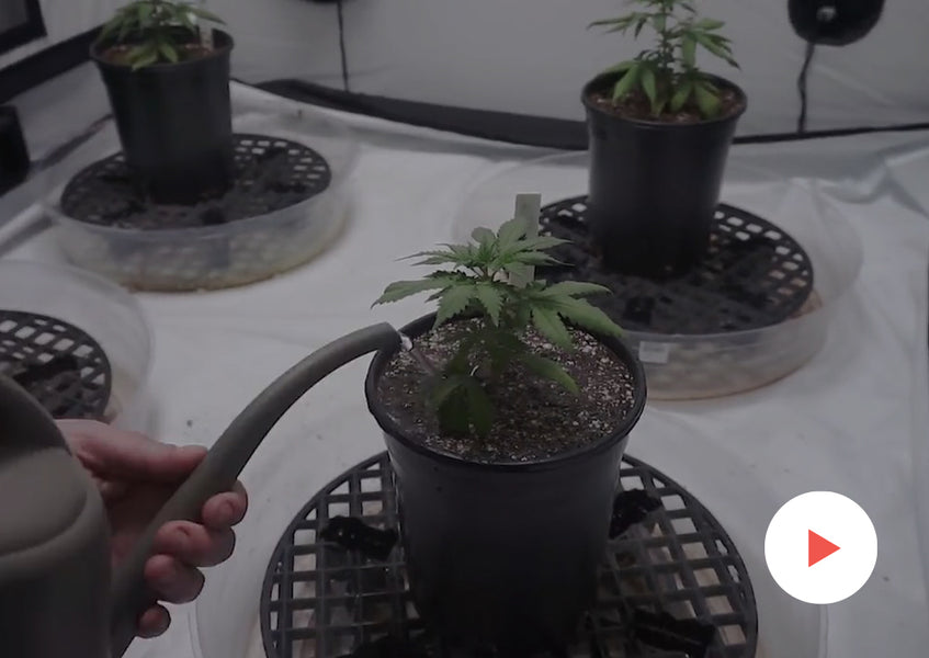 Grow-Along Series: High CBD Hemp in a 4x4 Foot Tent: Starting Seeds
