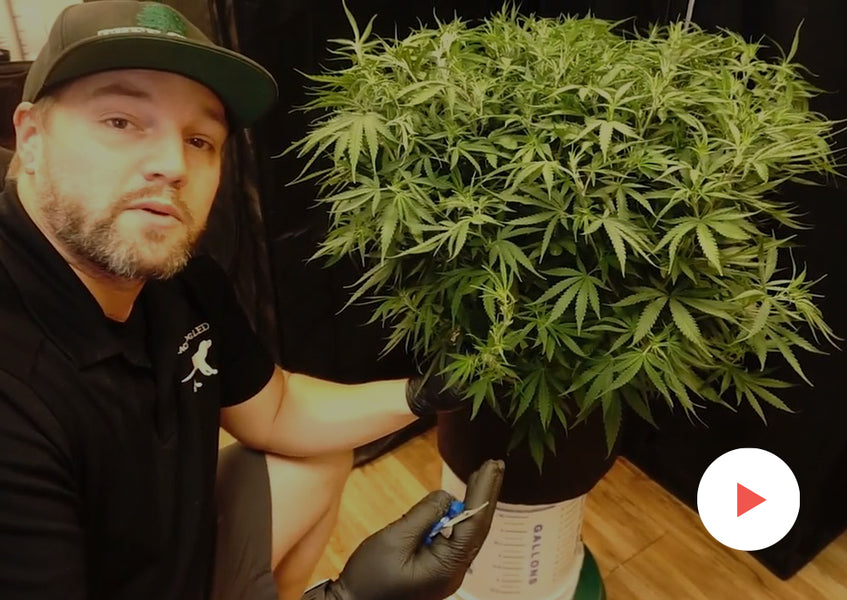 Grow-Along Series: High CBD Hemp in a 4x4 Foot Tent: Ready to Flower!
