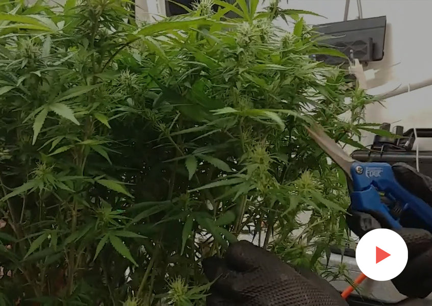 Grow-Along Series: High CBD Hemp in a 4x4 Foot Tent: Week 1-3 of Flower and Second Defoliation