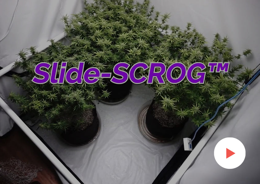 Complete Grow Kits: How to Assemble Complete Grow Kits: Using the Slide-Scrog