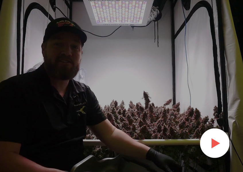Grow-Along Series: High CBD Hemp in a 4x4 Foot Tent: Harvest