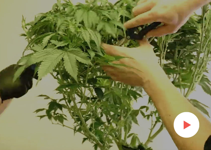 Grow-Along Series: Multiple Strains in a 4x4 Foot Tent: Flip into Flower