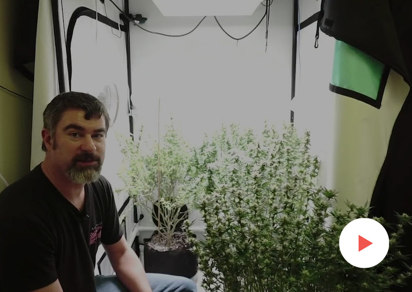 Grow-Along Series: Multiple Strains in a 4x4 Foot Tent: Second Defoliation in Flower