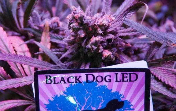 2014 Cannabis Cup