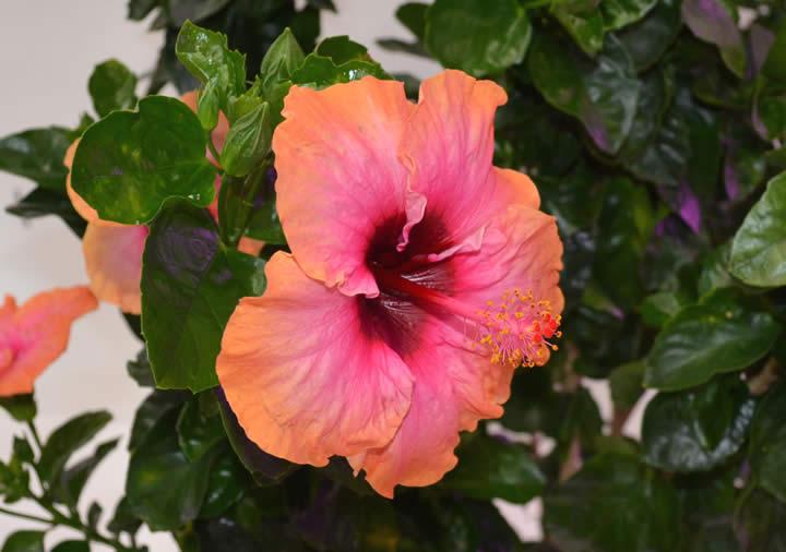 Tropical Hibiscus 'Erin Rachel'