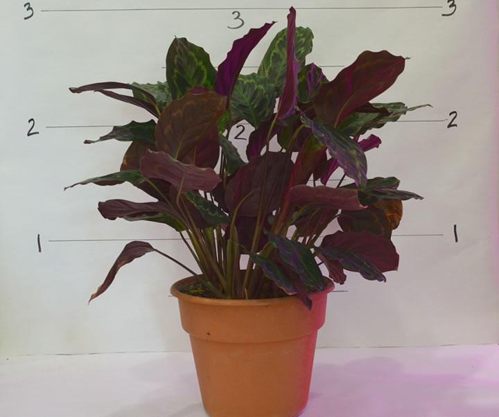 dracena nega Dracena Reflexa