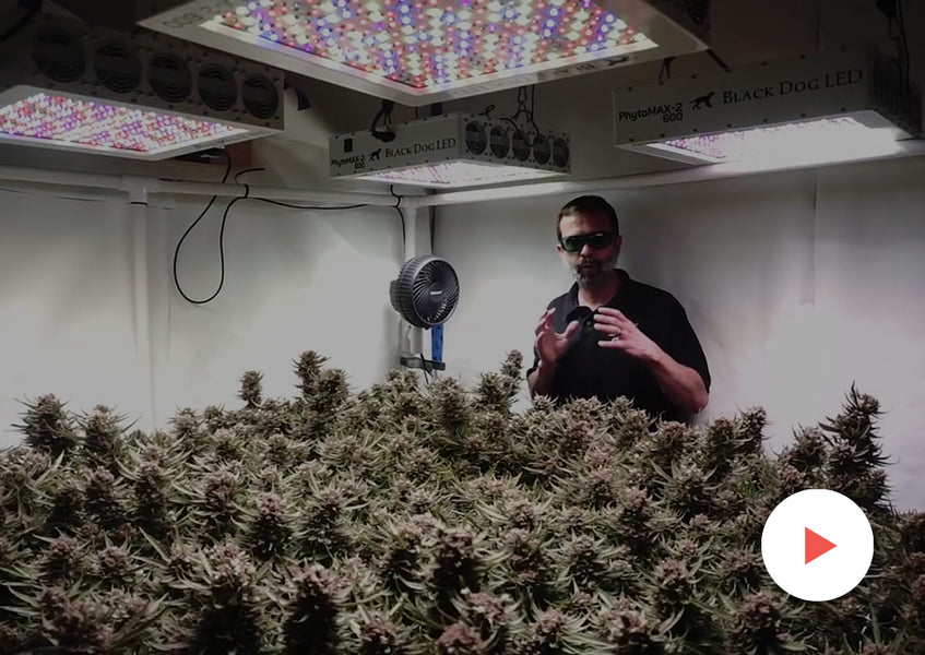 Case Study: Grow Tests with PhytoMAX-2 Lights: 6'x6' with 4 PhytoMAX-2 600's