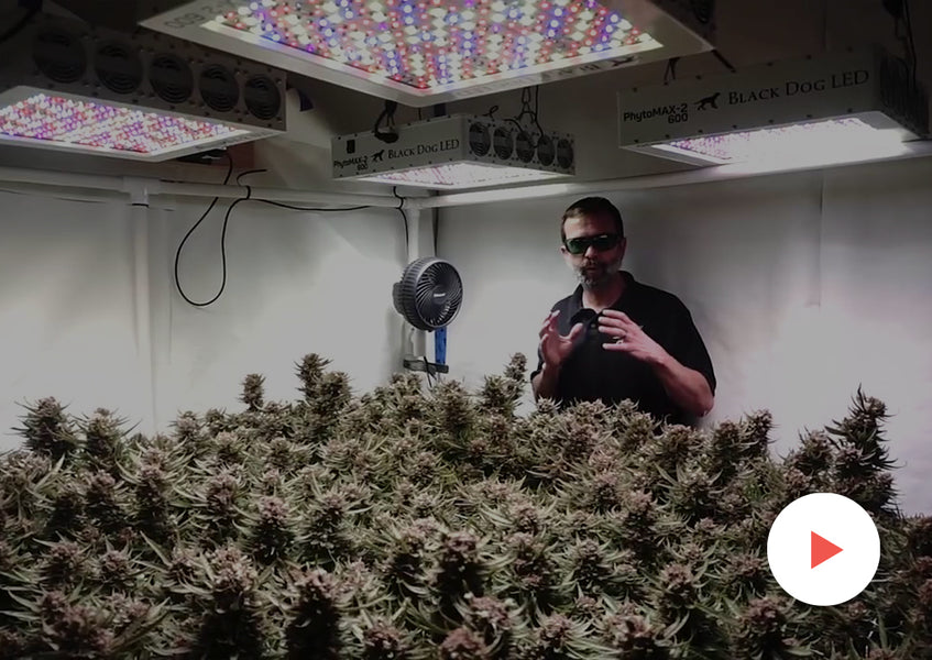 Case Study: Grow Tests with PhytoMAX-2 Lights: 6'x6' with 4 PhytoMAX-2 600's