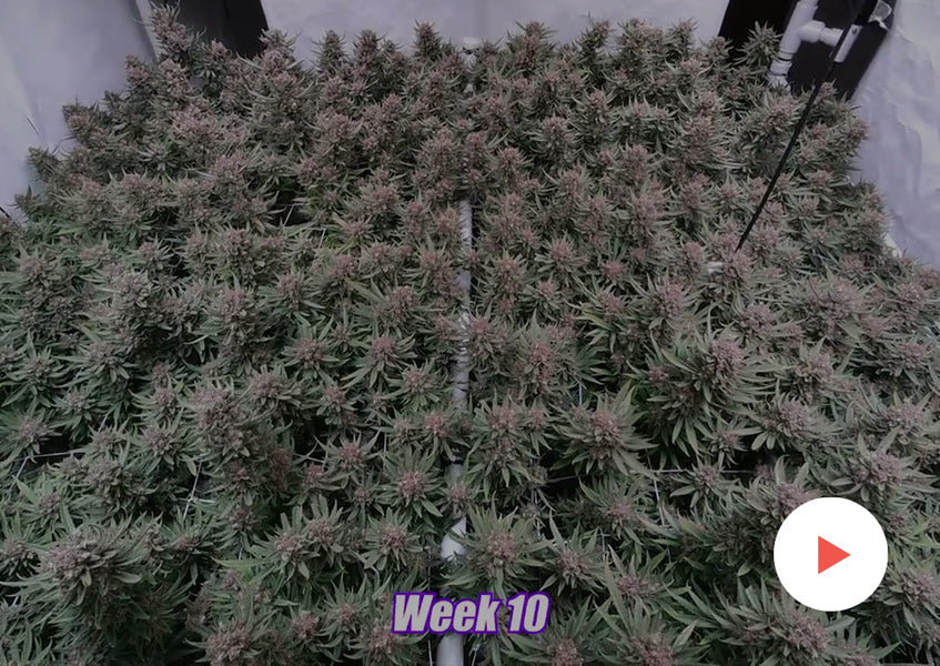 Cannabis Timelapse: Other Timelapses: 6'x6' with 4 PhytoMAX-2 600's