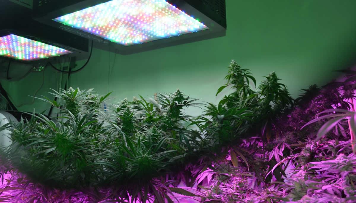 How Full Spectrum LED Grow Lights Work – Black Dog LED