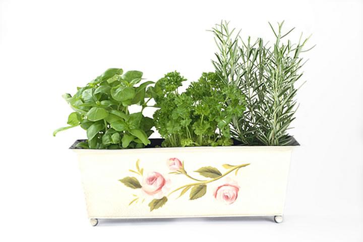 9 Nutritious Plants That You Can Grow Indoors Easily