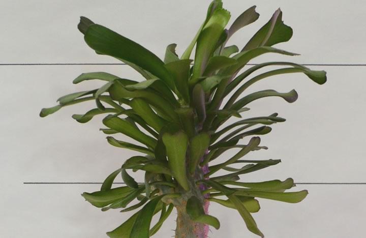 Euphorbia poissonii