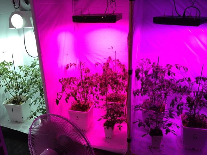 LED Grow Lights Decrease Internodal Spacing