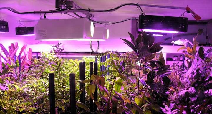 How to Compare Different Grow Lights