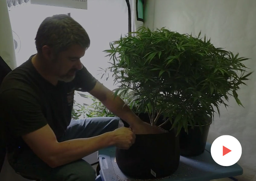 Growing How-To: Transplanting Plants: Transplanting into Fabric Pots