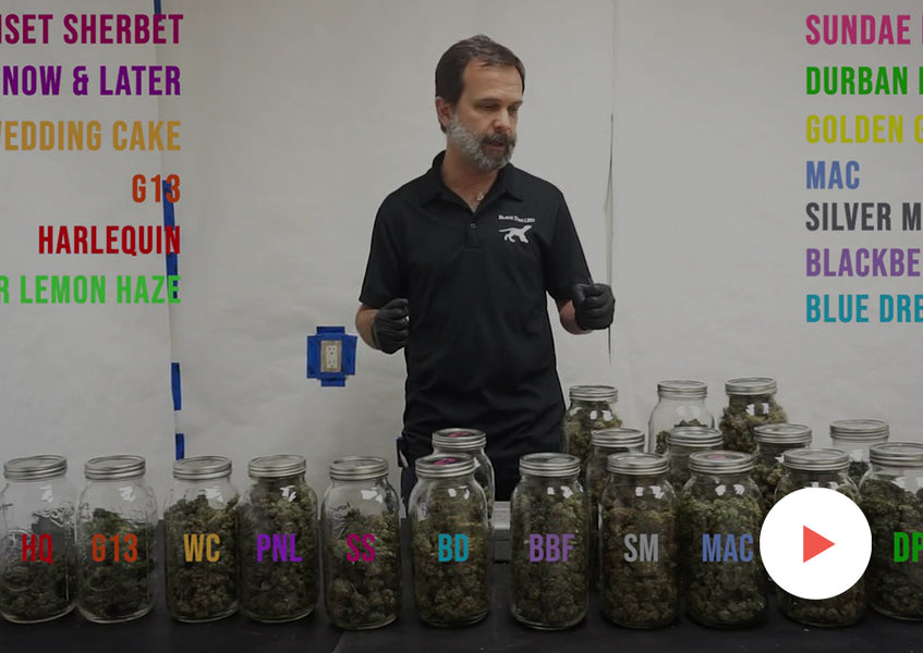 Fun Videos: Multi-Strain Plants: Flowering