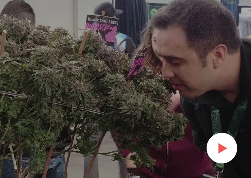 Fun Videos: Multi-Strain Plants: Showing off the multi-strain plants in the Black Dog LED Booth at Indo Expo Denver 2020