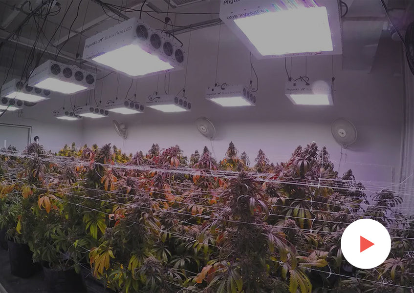 Cannabis Timelapse: Commercial Timelapses: Commercial Grow: 10,000 watts