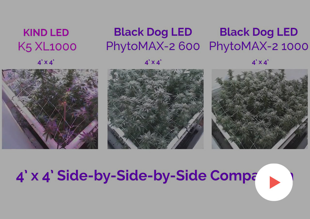 Black dog cheap led 600