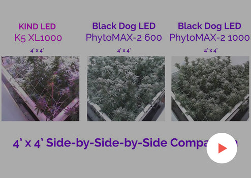 Cannabis Timelapse Other Timelapses 5 x5 with a PhytoMAX 2 600