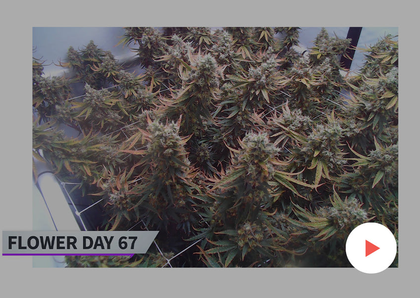 Cannabis Timelapse: Complete Grow Kits: 4 'Golden Goat' in a 3x3 Foot Tent