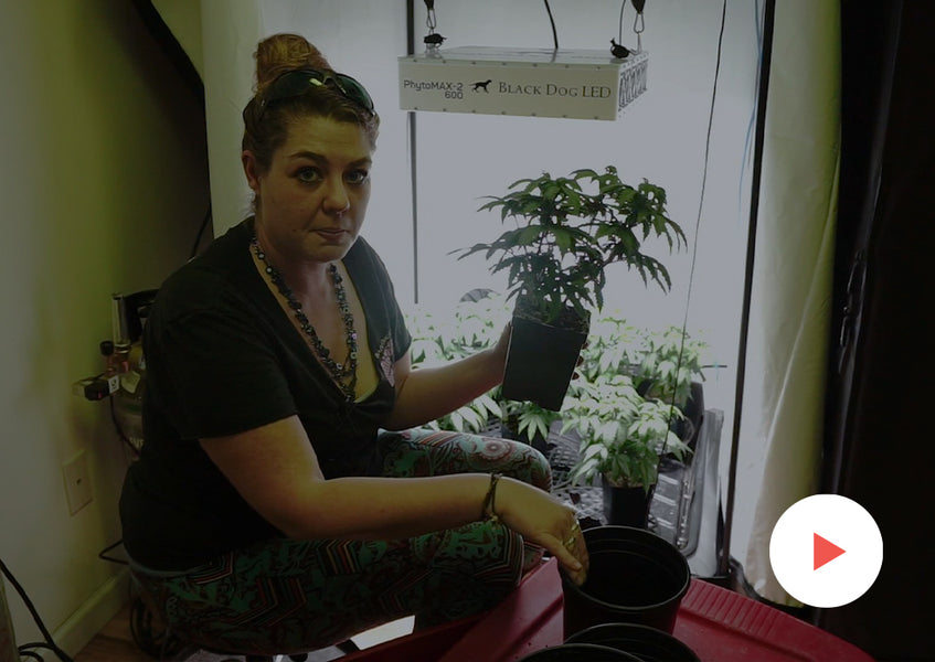 Grow-Along Series: 9 'Blackberry Fizz' in a 3x3 Foot Tent: Early Veg, First Transplant