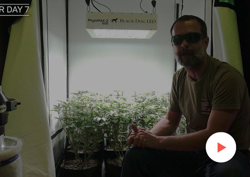 Grow-Along Series: 9 'Blackberry Fizz' in a 3x3 Foot Tent: Late Veg and Flip into Flower