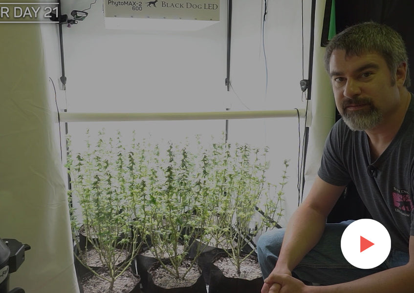 Grow-Along Series: 9 'Blackberry Fizz' in a 3x3 Foot Tent: Second Defoliation