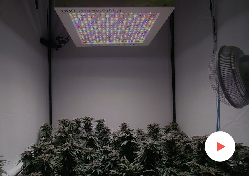 Grow-Along Series: 9 'Blackberry Fizz' in a 3x3 Foot Tent: Continuing through flower